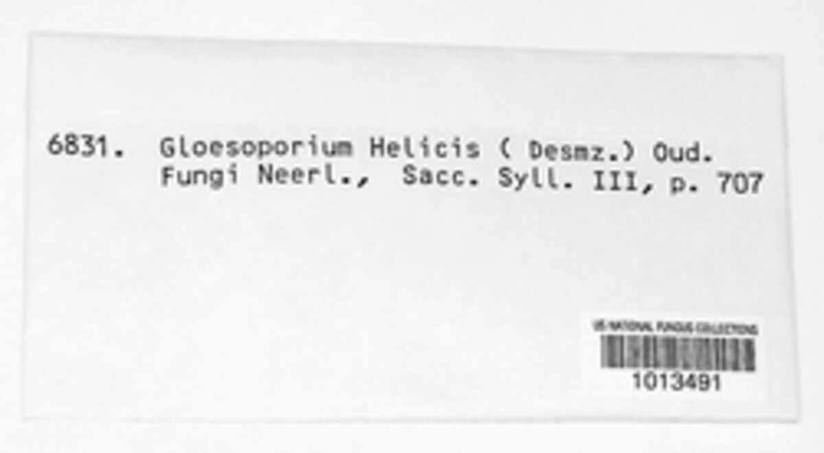 Colletotrichum helicis image